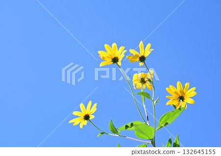 菊芋(菊科)向日葵屬 菊芋(菊科)向日葵屬 132645155