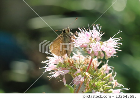 A German Skipper butterfly sucking nectar from a pink daisy flower blooming in an autumn garden A German Skipper butterfly sucking nectar from a pink daisy flower blooming in an autumn garden 132645683