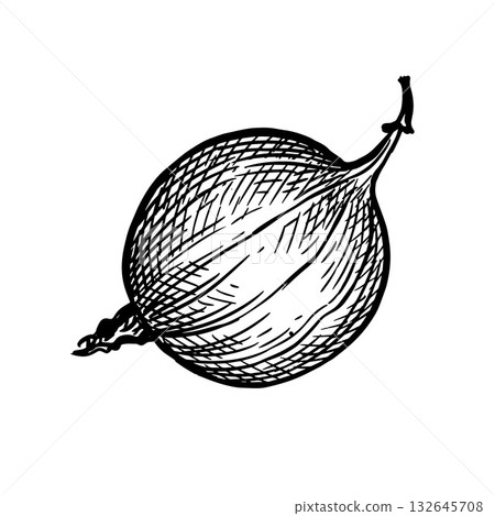 Gooseberry ink sketch 132645708