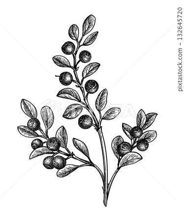 Blueberry branch ink sketch. 132645720