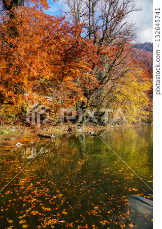 Colorful autumn trees reflected in the calm water of a lake. Perfect for seasonal, nature, and landscape projects. Colorful autumn trees reflected in the calm water of a lake. Perfect for seasonal, nature, and landscape projects. 132645741