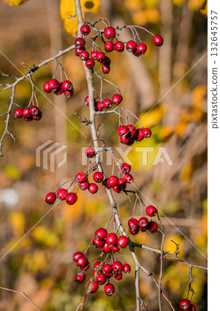 Beautiful red rowan berries growing on a tree branch surrounded by yellow leaves. Ideal for seasonal, nature, or countryside concepts. Beautiful red rowan berries growing on a tree branch surrounded by yellow leaves. Ideal for seasonal, nature, or countryside concepts. 132645757