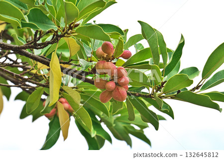 Orange berries of the sedge tree (autumn, October) 132645812