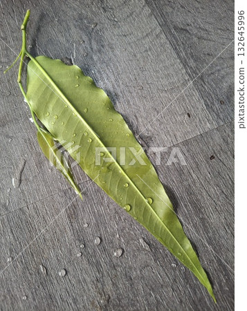 A single, elongated green leaf with a textured surface rests on a rough, grey, stone-like background 132645996
