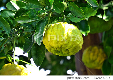 Shishiyuzu fruit with a rough skin (autumn, October) Shishiyuzu fruit with a rough skin (autumn, October) 132646023