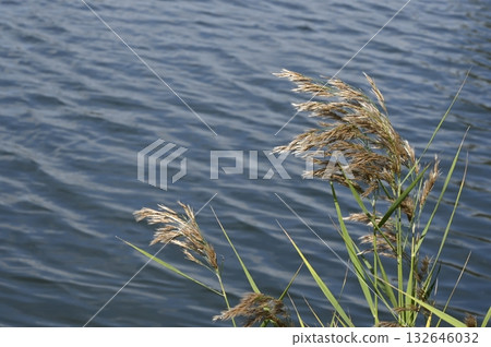 Reeds swaying in the breeze near the water Reeds swaying in the breeze near the water 132646032