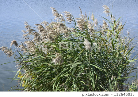 Reeds swaying in the breeze near the water Reeds swaying in the breeze near the water 132646033