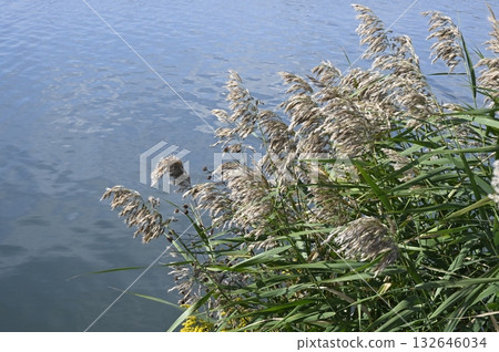 Reeds swaying in the breeze near the water Reeds swaying in the breeze near the water 132646034