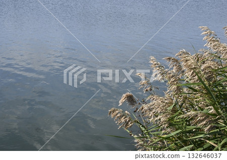 水邊的蘆葦在微風中搖曳 水邊的蘆葦在微風中搖曳 132646037