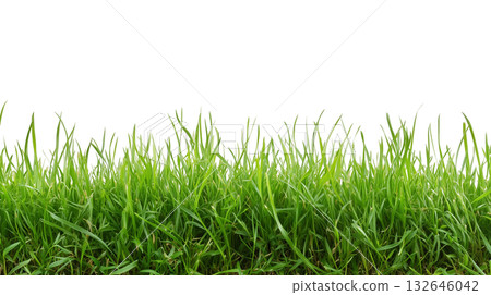 fresh green grass lawn isolated on white background png transparent clipart. 132646042