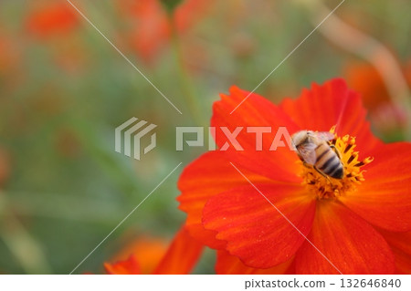 從蜜蜂收集蜂蜜的蜜蜂 從蜜蜂收集蜂蜜的蜜蜂 132646840