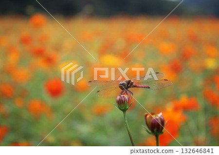 Red dragonfly of cosmos field Red dragonfly of cosmos field 132646841