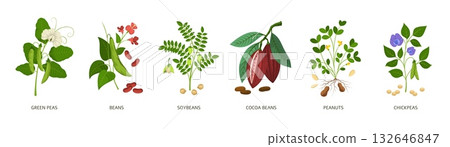 Cartoon beans. Edible plants, different legume crops, soybean, green peas, cocoa and peanuts, healthy vegetarian food, organic agriculture elements, botanical tidy vector isolated set 132646847