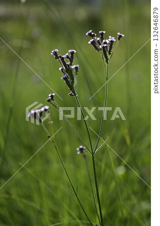 Flowers of the grassland 132646879