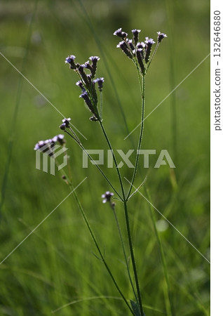 Flowers of the grassland 132646880