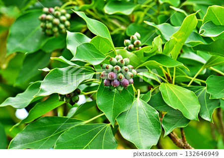 隨著秋季的深入，日本楓樹的果實開始變色（秋季，十月） 132646949