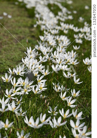 草地上盛開著風雨蘭花 132647050