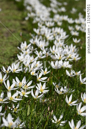 Zephyranthes flowers blooming in the meadow 132647051