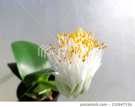 箱本麻友 132647316