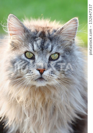 Maine Coon cat in spring 132647337