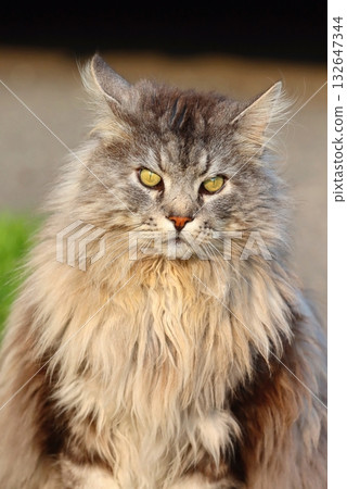Maine Coon cat in spring 132647344