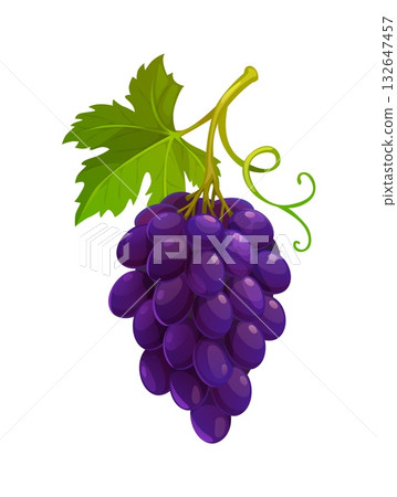 Cartoon grape berry, autumn season harvest. Vector grape leaf with berry bunch for food, wine and Thanksgiving holiday. Vineyard plant, nutrition and winemaking Cartoon grape berry, autumn season harvest. Vector grape leaf with berry bunch for food, wine and Thanksgiving holiday. Vineyard plant, nutrition and winemaking 132647457