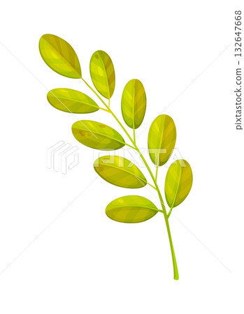 Cartoon robinia pseudoacacia autumn season fall leaves. Green and yellow locust tree branch. Blossom fragrant acacia herb for bee and honey 132647668