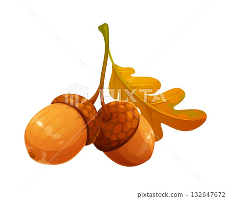 Cartoon oak acorns with autumn season branch. Forest food with cap, tail and orange brown leaves for squirrel. Seasonal fall acorns for child craft 132647672