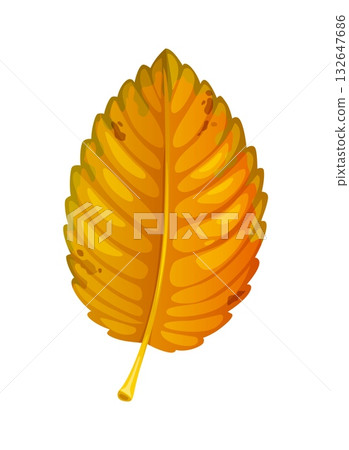 Cartoon elm leaf in autumn season. Fall leaves from forest branch yellow and orange. Gold natural oval elm leaf with veins. Thanksgiving autumn plant 132647686