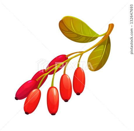 Cartoon barberry with autumn leaves. Red fall berberine, berberis or lingonberry forest plant. Lycium branch with yellow green foliage 132647693