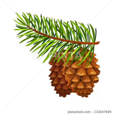 Green coniferous tree branch with two brown pine cones hanging beneath and green needles. Autumn forest pinecone with seed and sprig season decoration, Christmas forest and holiday Green coniferous tree branch with two brown pine cones hanging beneath and green needles. Autumn forest pinecone with seed and sprig season decoration, Christmas forest and holiday 132647699