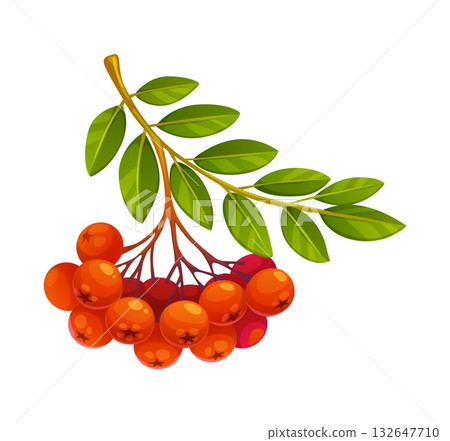 Cartoon rowan berry branch autumn tree with leaves. Red fall hawthorn, rowanberry or ashberry plant food for bird. Scarlet mountain ash with green foliage 132647710