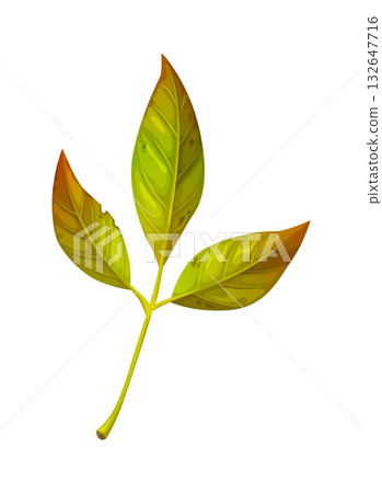Cartoon ash leaf from seasonal autumn tree branch. Green and orange fraxinus foliage from ash forest in Thanksgiving fall season Cartoon ash leaf from seasonal autumn tree branch. Green and orange fraxinus foliage from ash forest in Thanksgiving fall season 132647716