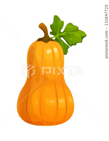 Cartoon squash pumpkin autumn Thanksgiving vegetable with green leaves. Orange fall season autumnal squash. Giant ripe farm gourd plant for holiday and cooking Cartoon squash pumpkin autumn Thanksgiving vegetable with green leaves. Orange fall season autumnal squash. Giant ripe farm gourd plant for holiday and cooking 132647728