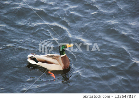 A flock of Mallard ducks swimming and creating ripples on the dark blue water surface, high angle view 132647817