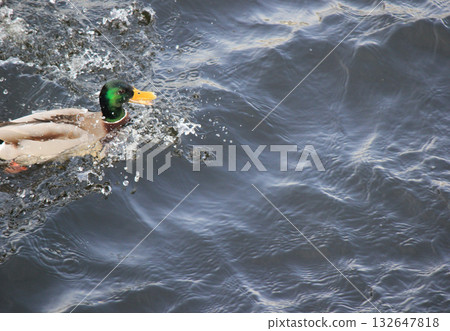 A flock of Mallard ducks swimming and creating ripples on the dark blue water surface, high angle view 132647818