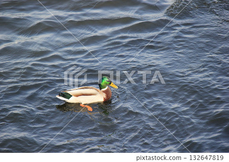 A flock of Mallard ducks swimming and creating ripples on the dark blue water surface, high angle view A flock of Mallard ducks swimming and creating ripples on the dark blue water surface, high angle view 132647819