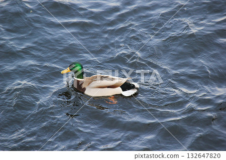 A flock of Mallard ducks swimming and creating ripples on the dark blue water surface, high angle view 132647820