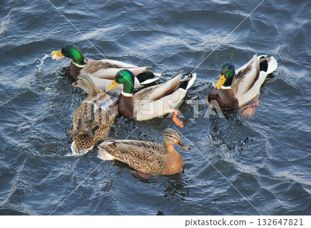 A flock of Mallard ducks swimming and creating ripples on the dark blue water surface, high angle view 132647821