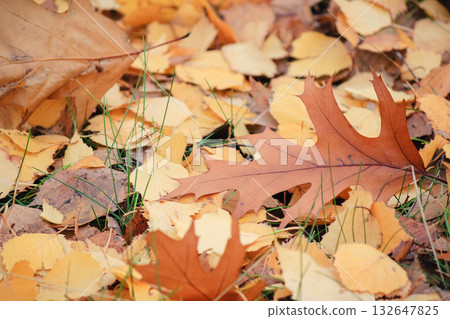 Close-up of fallen oak and birch leaves scattered on green grass, showcasing the rich colors of autumn Close-up of fallen oak and birch leaves scattered on green grass, showcasing the rich colors of autumn 132647825
