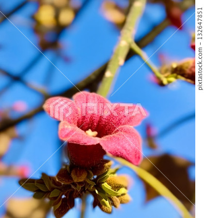 Bombax ceiba flower, vibrant red silk-cotton tree blossom. High quality photo Bombax ceiba flower, vibrant red silk-cotton tree blossom. High quality photo 132647851