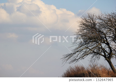 Bare tree branches and dry grass against a blue sky with large, dramatic white clouds. Peaceful spring scene 132647965