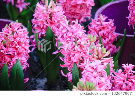 Bright pink hyacinth flowers with green foliage and deep purple pots on a sunny spring day Bright pink hyacinth flowers with green foliage and deep purple pots on a sunny spring day 132647967