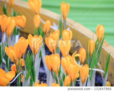 Bright yellow crocus flowers blooming in a planter, symbolizing the arrival of spring and warmth Bright yellow crocus flowers blooming in a planter, symbolizing the arrival of spring and warmth 132647968