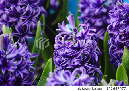 Close-up of vibrant purple hyacinth flowers in full bloom with bright green leaves. Spring floral background 132647977