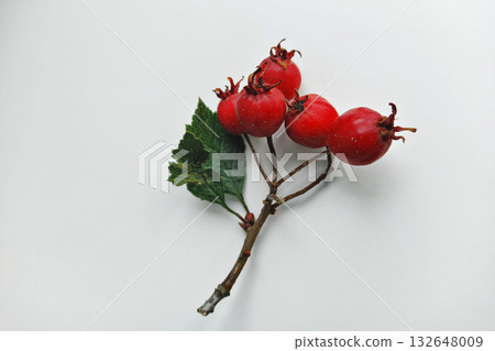 Single sprig of hawthorn berries with red berries and green leaves on clean white background, simple minimal styling Single sprig of hawthorn berries with red berries and green leaves on clean white background, simple minimal styling 132648009