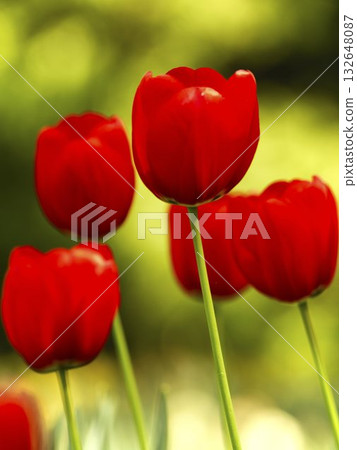 Bright red tulips blooming in a sunny garden during springtime Bright red tulips blooming in a sunny garden during springtime 132648087