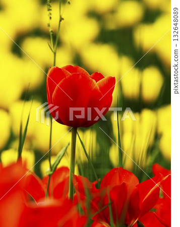 Vibrant red tulip stands out against a bright yellow field of flowers in springtime sunlight Vibrant red tulip stands out against a bright yellow field of flowers in springtime sunlight 132648089
