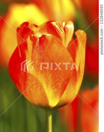 Vibrant orange and yellow tulip blooms under bright sunlight in a spring garden 132648095