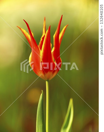 Vibrant red and yellow tulip blooming in a garden during spring season Vibrant red and yellow tulip blooming in a garden during spring season 132648105